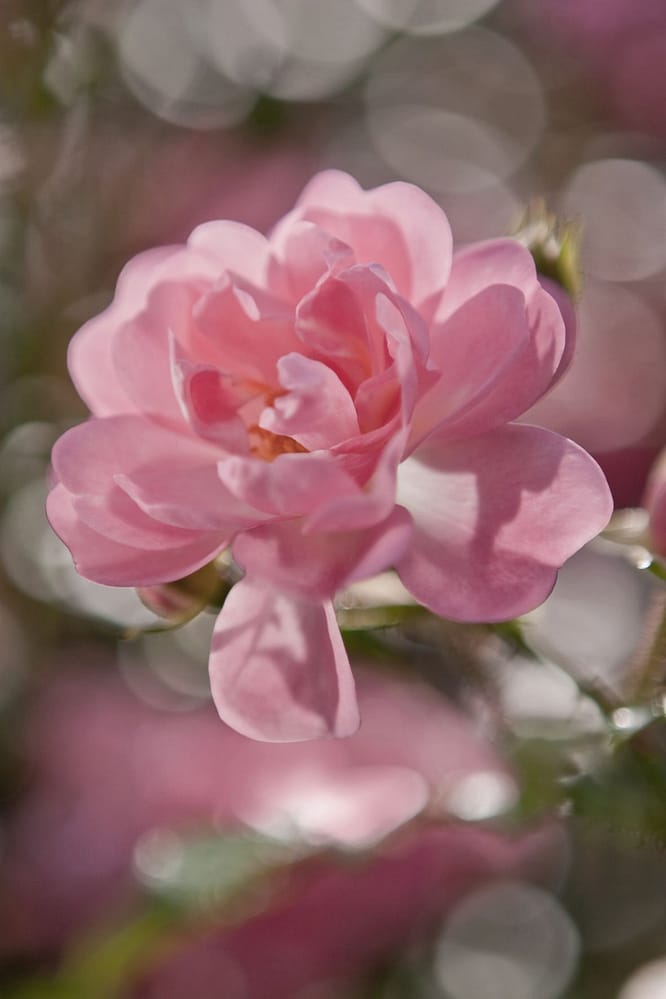 Idei de cadouri de 8 Martie pentru casa, un fototapet floral cu trandafir roz delicat.